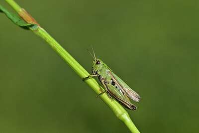 BUITEN BEELD Foto: 449684