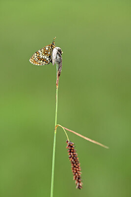 BUITEN BEELD Foto: 449687
