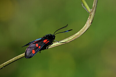 BUITEN BEELD Foto: 449689
