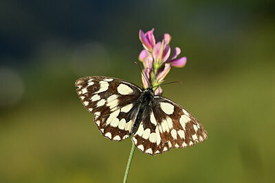 BUITEN BEELD Foto: 449690