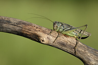 BUITEN BEELD Foto: 449691