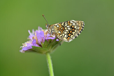 BUITEN BEELD Foto: 449692
