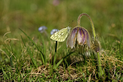 BUITEN BEELD Foto: 449694
