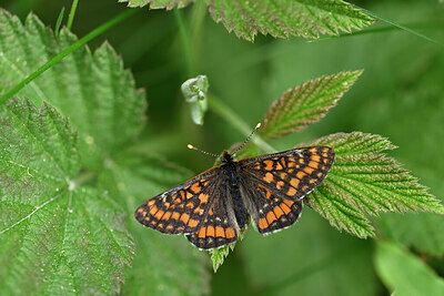 BUITEN BEELD Foto: 449695
