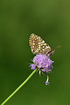 BUITEN BEELD Foto: 449696