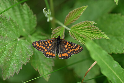 BUITEN BEELD Foto: 449697