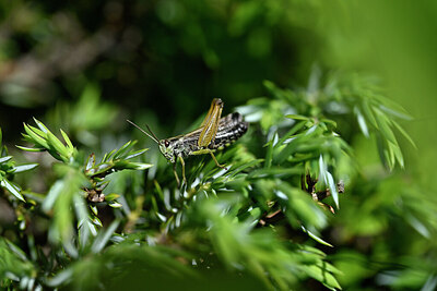 BUITEN BEELD Foto: 449698