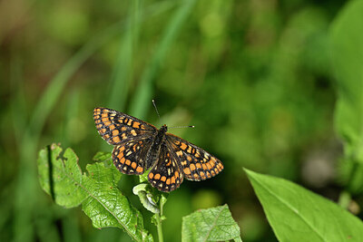 BUITEN BEELD Foto: 449699