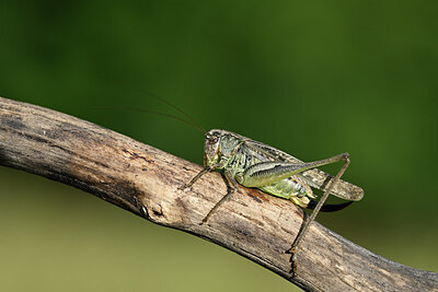 BUITEN BEELD Foto: 449704