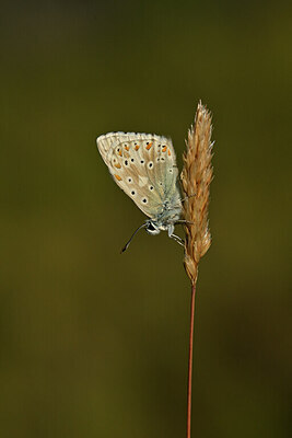 BUITEN BEELD Foto: 449705