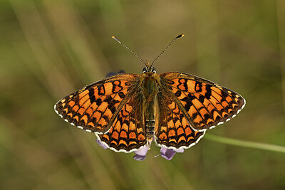 BUITEN BEELD Foto: 449711