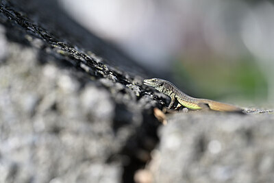 BUITEN BEELD Foto: 449714