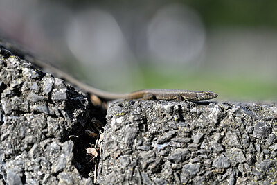 BUITEN BEELD Foto: 449716