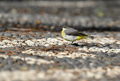 BUITEN BEELD Foto: 449724