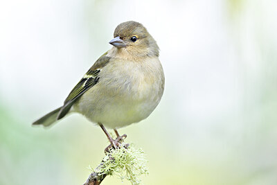 BUITEN BEELD Foto: 449728