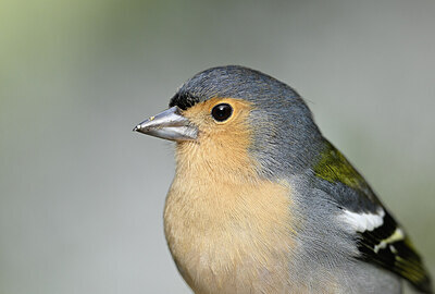 BUITEN BEELD Foto: 449729