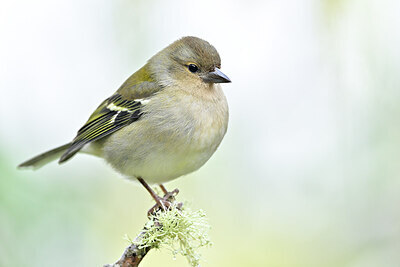 BUITEN BEELD Foto: 449730