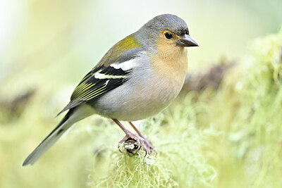 BUITEN BEELD Foto: 449732