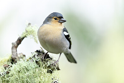 BUITEN BEELD Foto: 449735