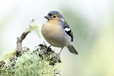 BUITEN BEELD Foto: 449738