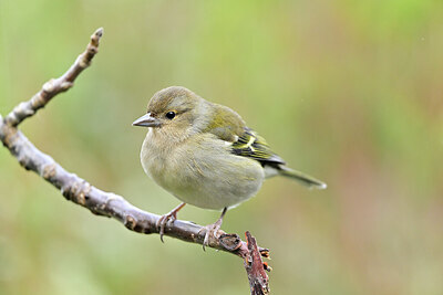 BUITEN BEELD Foto: 449743