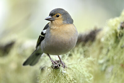 BUITEN BEELD Foto: 449745