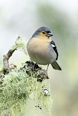 BUITEN BEELD Foto: 449747