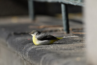 BUITEN BEELD Foto: 449748