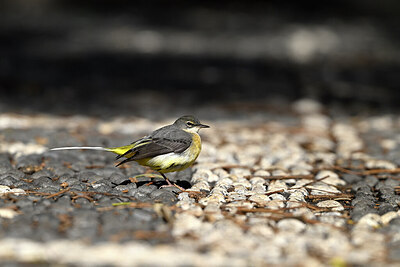 BUITEN BEELD Foto: 449750