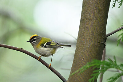 BUITEN BEELD Foto: 449752