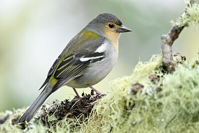 BUITEN BEELD Foto: 449756