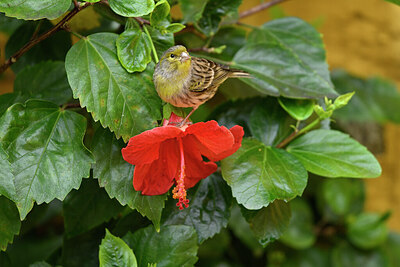 BUITEN BEELD Foto: 449757