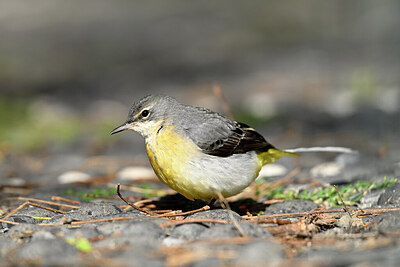 BUITEN BEELD Foto: 449758