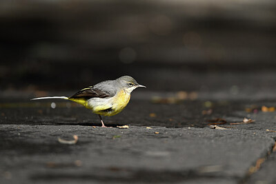 BUITEN BEELD Foto: 449759