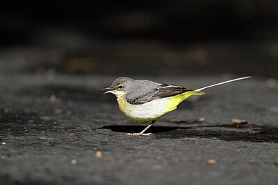 BUITEN BEELD Foto: 449761