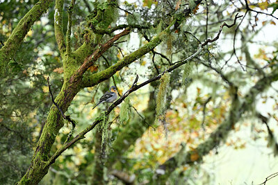 BUITEN BEELD Foto: 449762