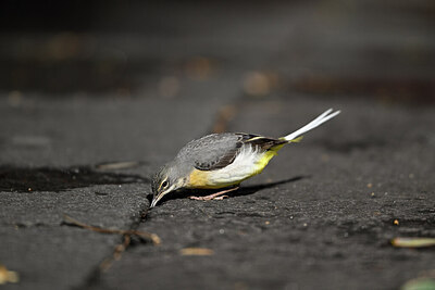 BUITEN BEELD Foto: 449764