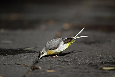 BUITEN BEELD Foto: 449766