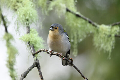 BUITEN BEELD Foto: 449767