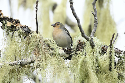 BUITEN BEELD Foto: 449768