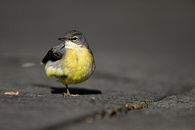 BUITEN BEELD Foto: 449769