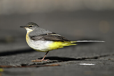 BUITEN BEELD Foto: 449771