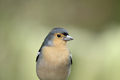 BUITEN BEELD Foto: 449776