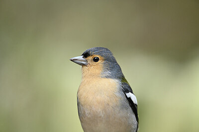 BUITEN BEELD Foto: 449777