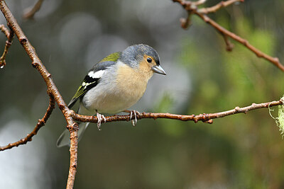 BUITEN BEELD Foto: 449780