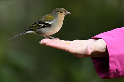 BUITEN BEELD Foto: 449781