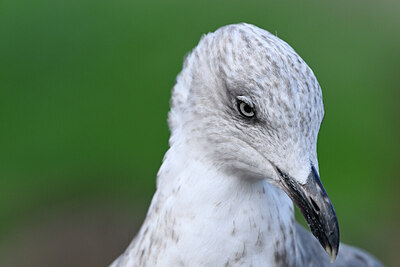 BUITEN BEELD Foto: 449784