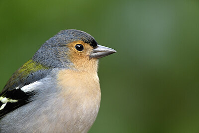 BUITEN BEELD Foto: 449791