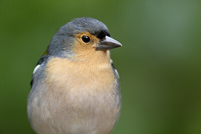 BUITEN BEELD Foto: 449793