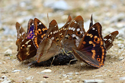 BUITEN BEELD Foto: 449800